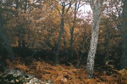 Bosque de robles y helechos en otoño